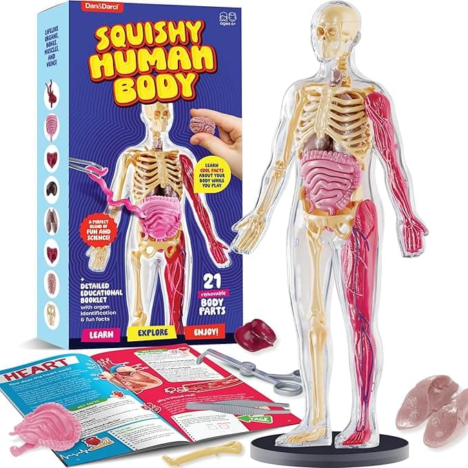 Human Anatomy Squishy Body Model - Science Kits for Kids Ages 4-8 - STEM Toys for 4 5 6 7 8 Year Old Boy Birthday Gift - Learning Educational Toys for Ages 5-7 Boys Gifts - Skeleton Parts